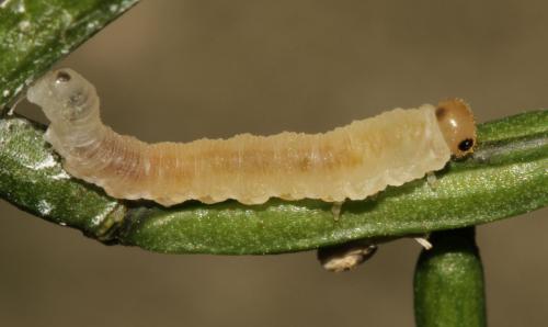 Réf. 298 565 : Macrophya ribis